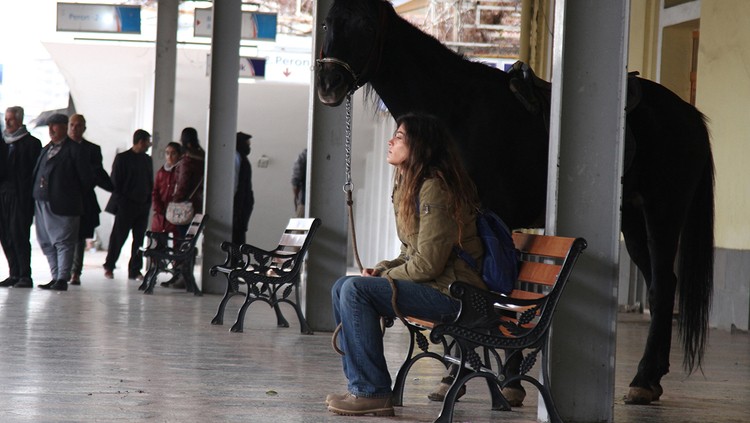 اسب تورین ایرانی